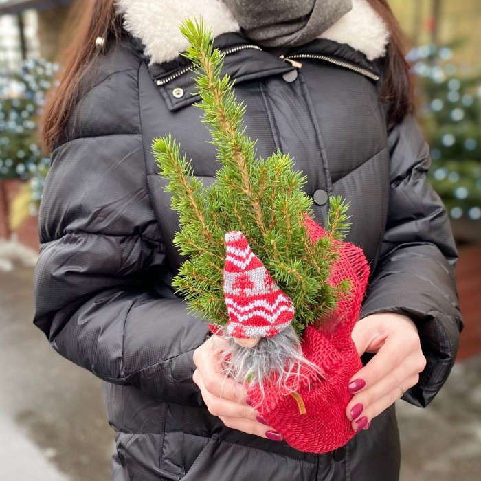 Ель Коника 30 см в мешковине с Сантой