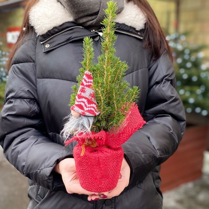 Ель Коника 30 см в мешковине с Сантой