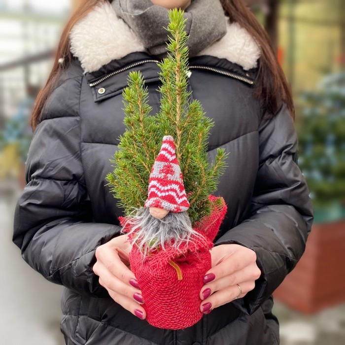 Ель Коника 30 см в мешковине с Сантой