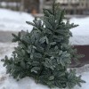 Еловая ветка Нобилис 5 шт