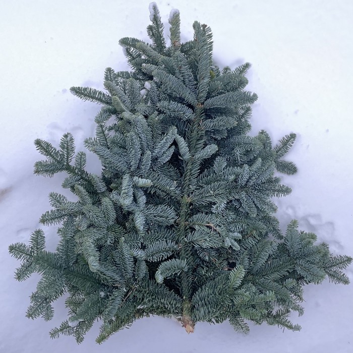 Еловая ветка Нобилис 5 шт