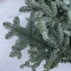 Еловая ветка Нобилис 5 шт