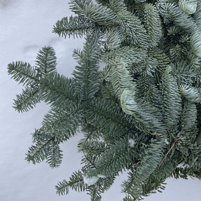 Еловая ветка Нобилис 5 шт