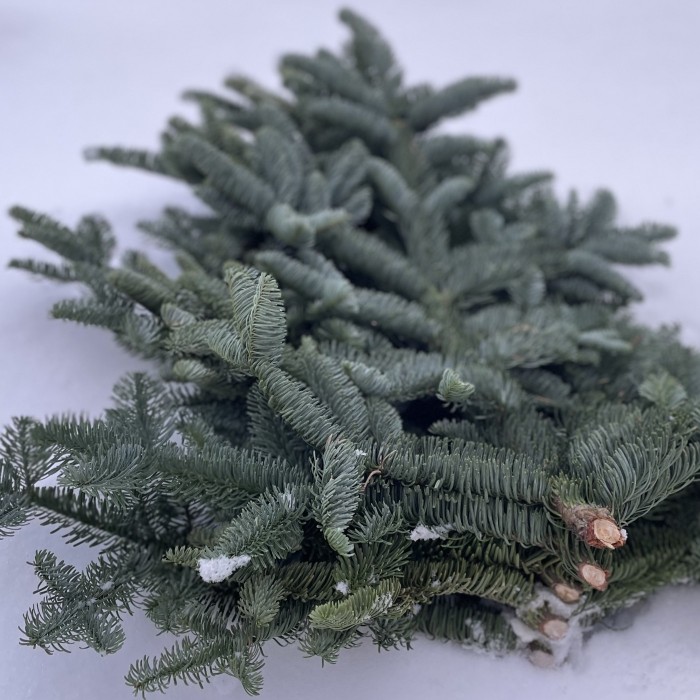 Еловая ветка Нобилис 5 шт