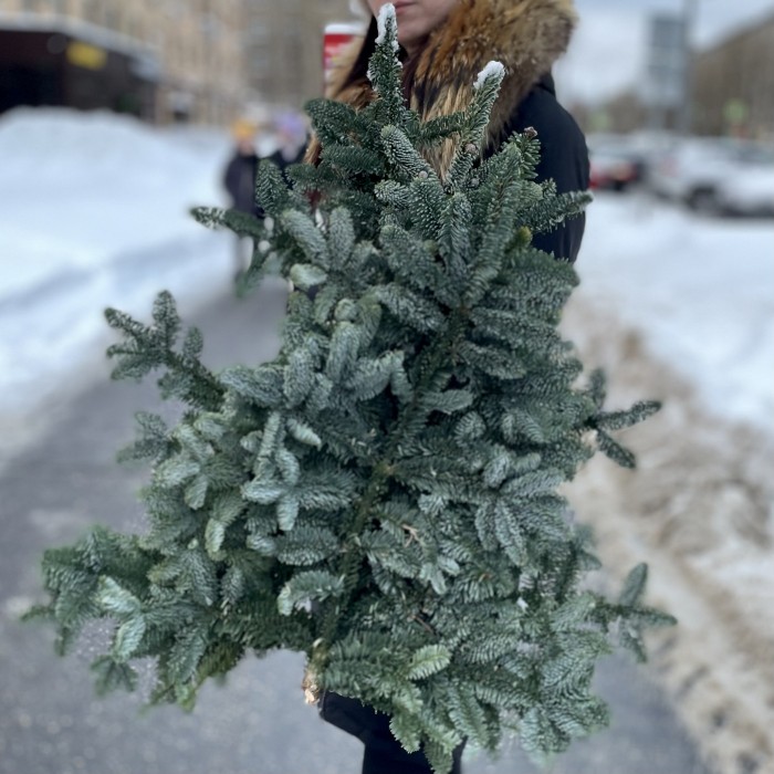 Еловая ветка Нобилис 5 шт