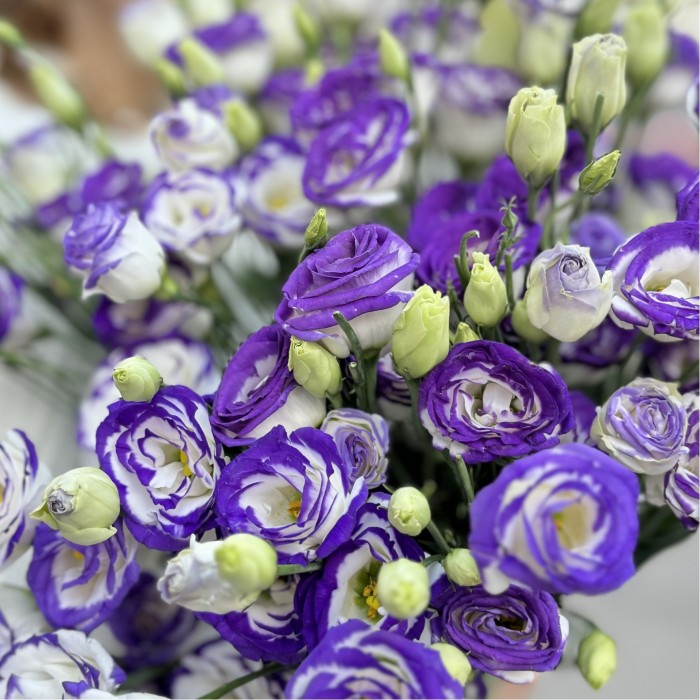 Эустома бело фиолетовая