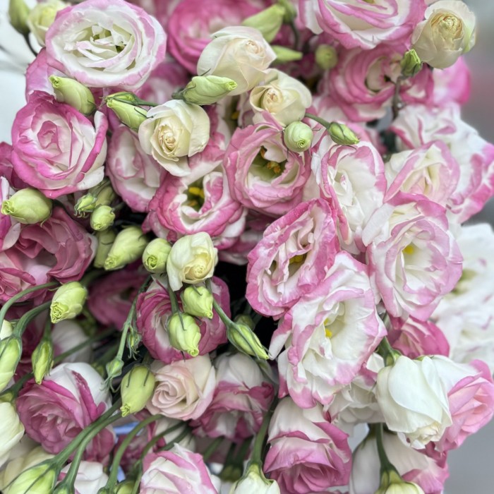 Эустома бело розовая