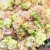 Эустома махровая  Шампань