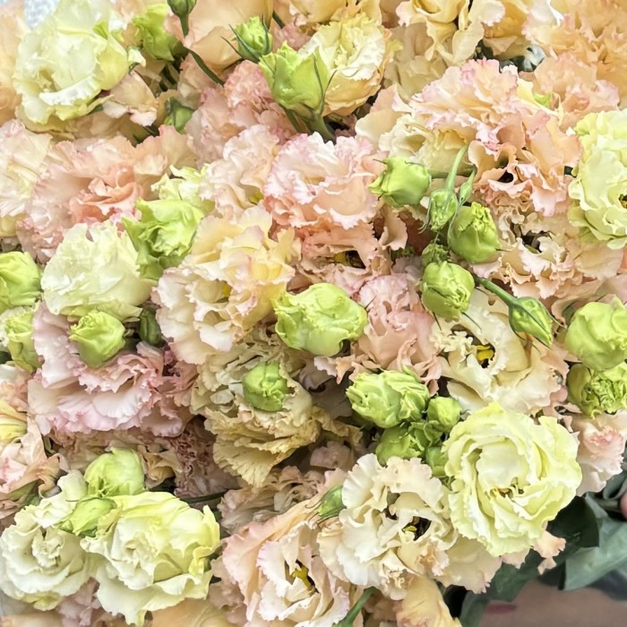 Эустома махровая  Шампань