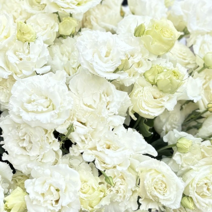 Эустома махровая белая