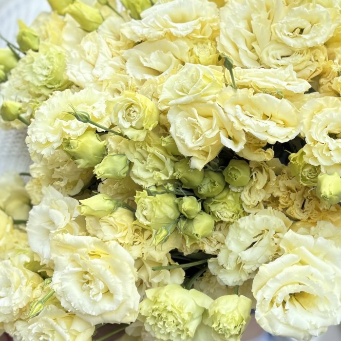 Эустома махровая кремовая