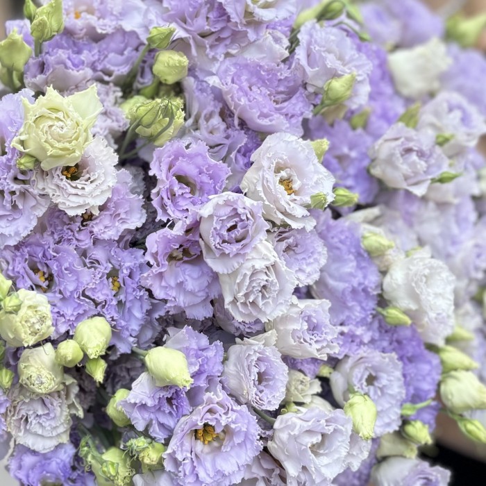 Эустома махровая лавандовая