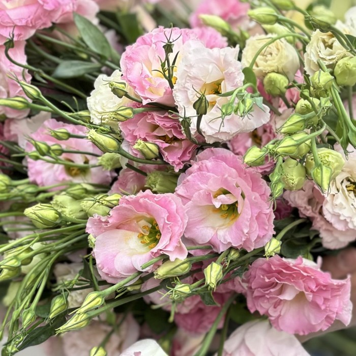 Эустома махровая розовая