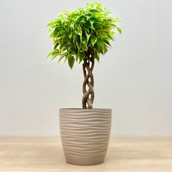 Фикус Экзотика