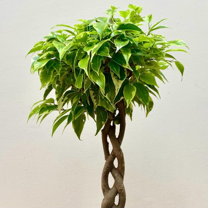 Фикус Экзотика