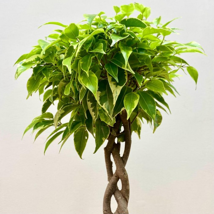 Фикус Экзотика