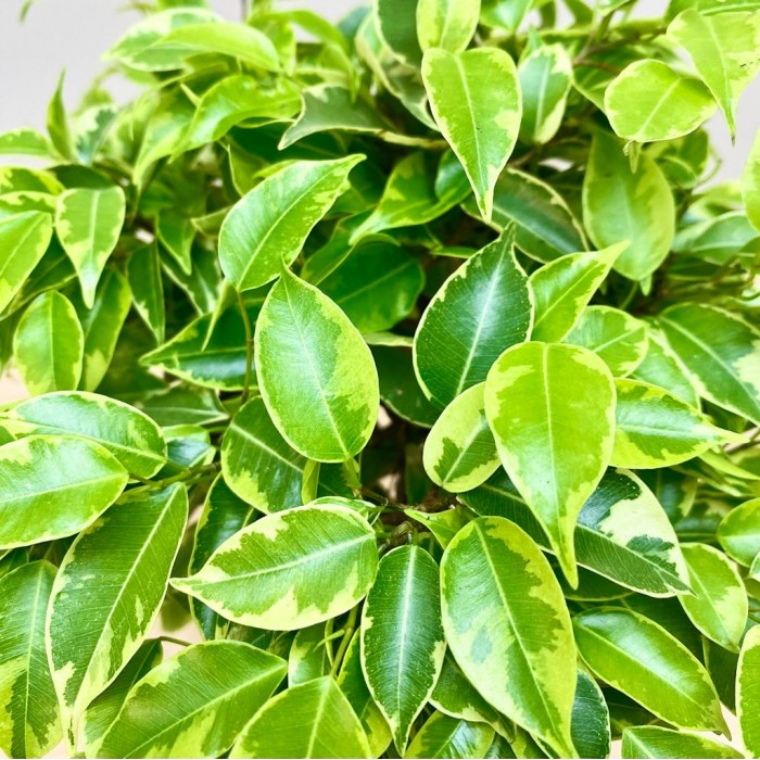 Фикус Экзотика