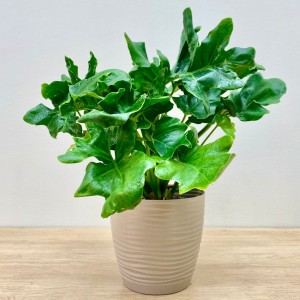 Филодендрон Атом