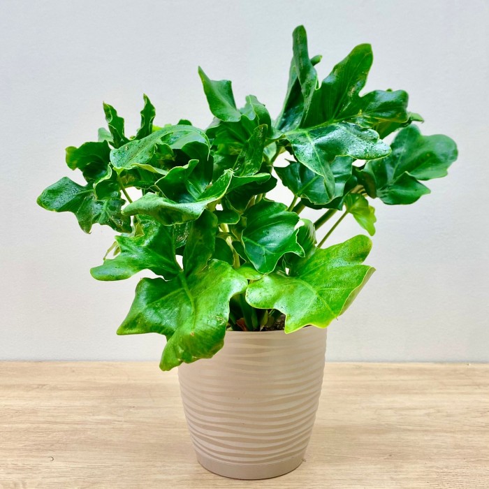 Филодендрон Атом