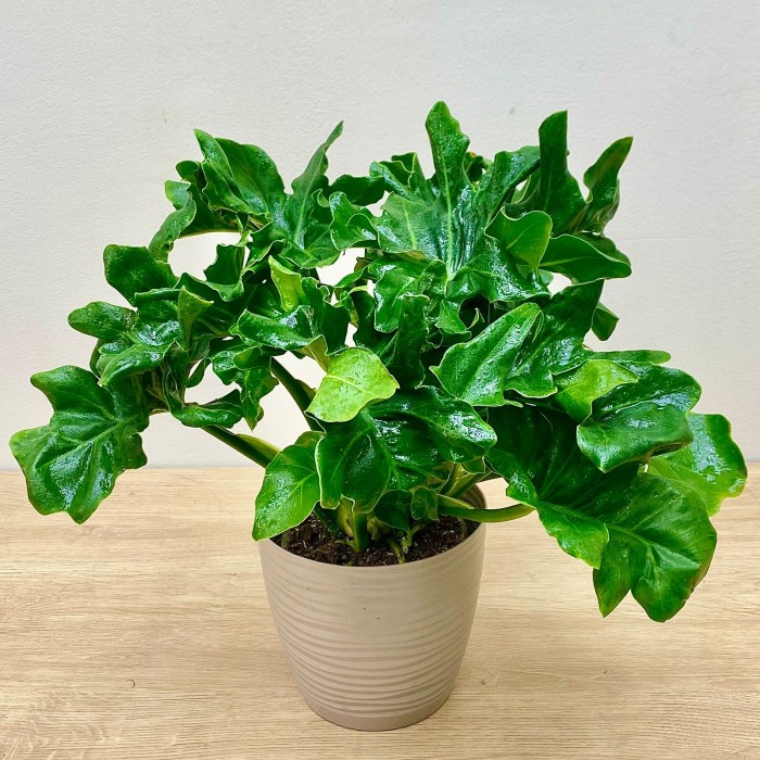 Филодендрон Атом