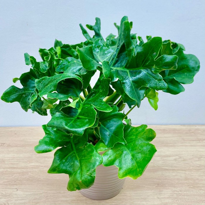 Филодендрон Атом