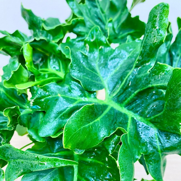 Филодендрон Атом