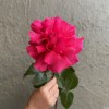 Французская роза Пинк Флойд