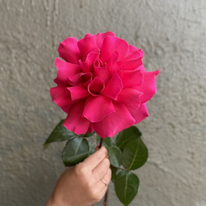 Французская роза Пинк Флойд