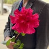 Французская роза Пинк Флойд
