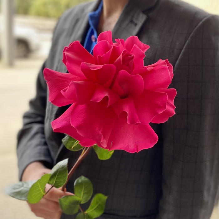 Французская роза Пинк Флойд