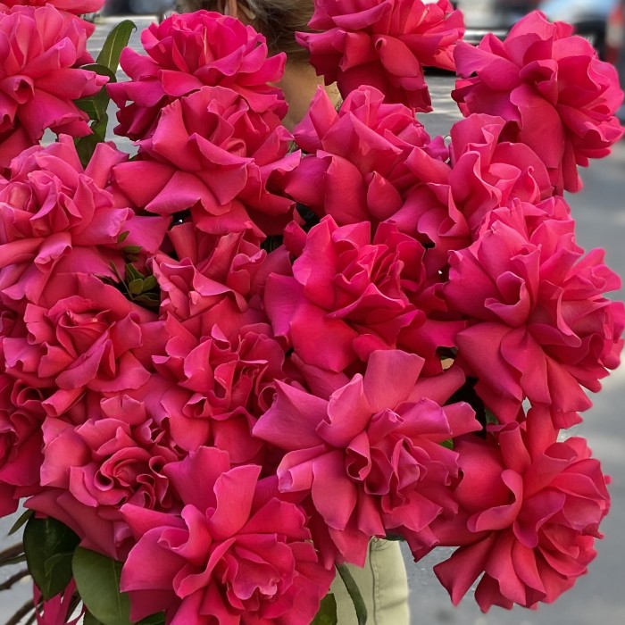 Французская роза Пинк Флойд