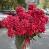 Французская роза Пинк Флойд