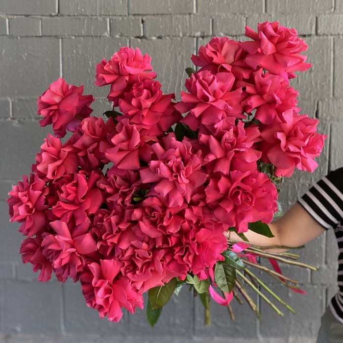 Французская роза Пинк Флойд