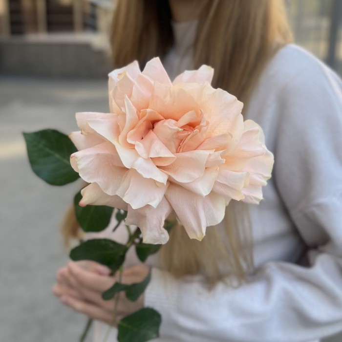 Французская абрикосовая роза Принцес Краун