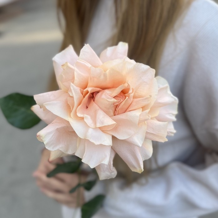 Французская абрикосовая роза Принцес Краун