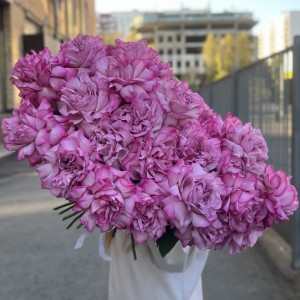 Французская роза сиреневая Куинс Краун