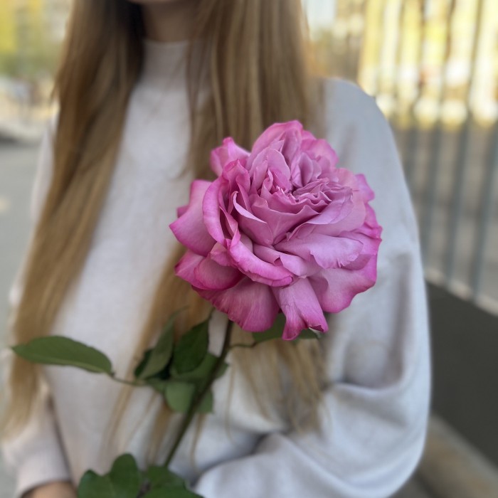 Французская роза сиреневая Куинс Краун