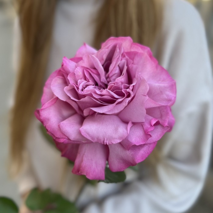 Французская роза сиреневая Куинс Краун