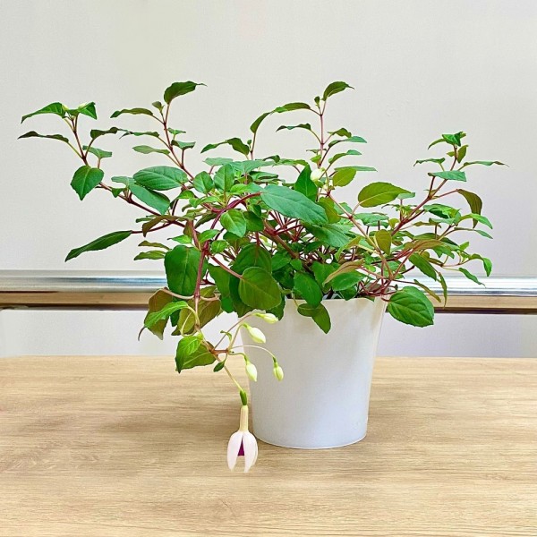 Фуксия ампельная