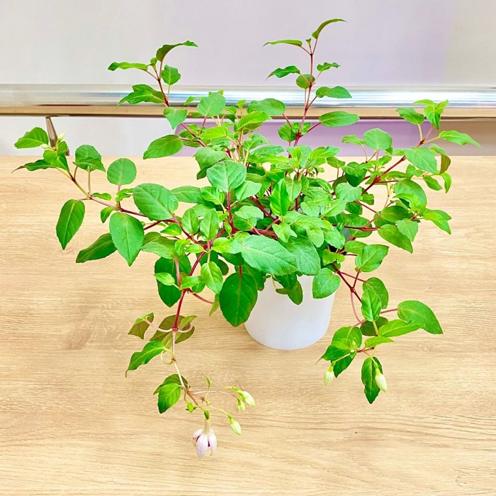 Фуксия ампельная