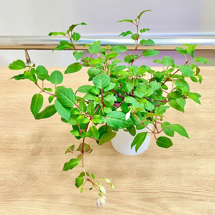 Фуксия ампельная