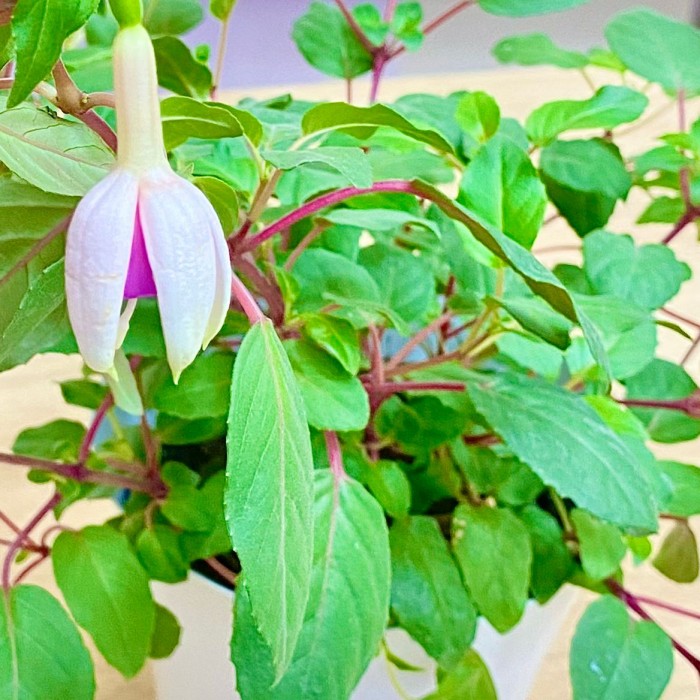 Фуксия ампельная