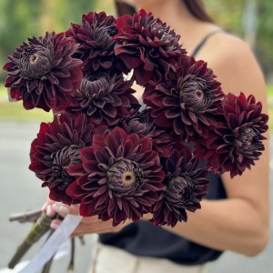 Георгин черный