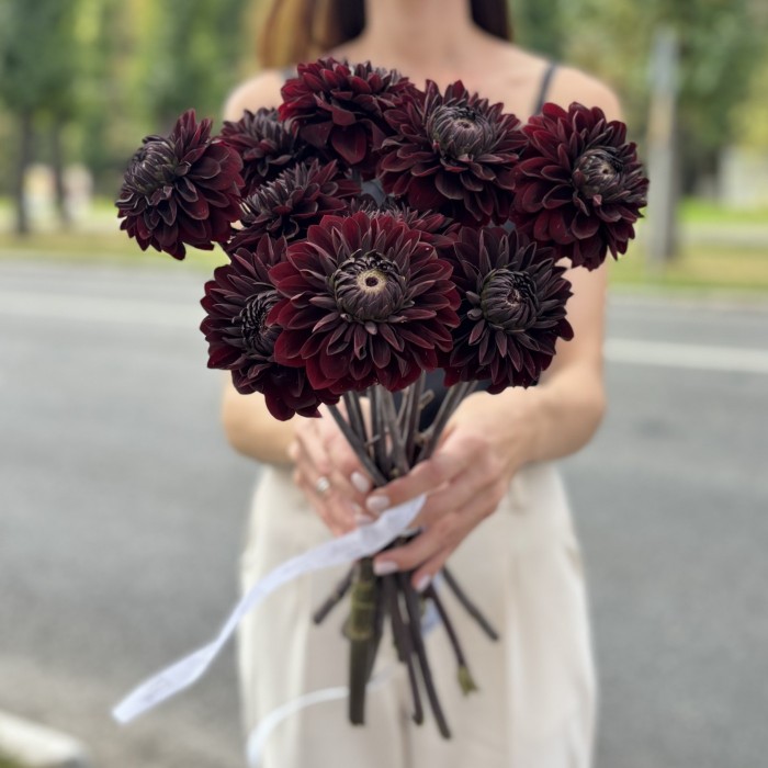 Георгин черный