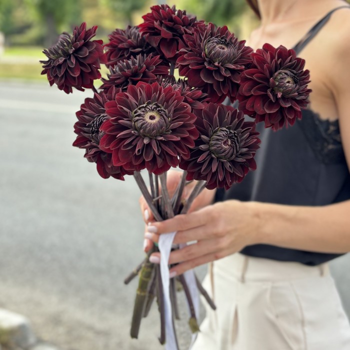 Георгин черный