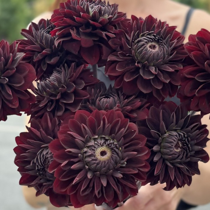 Георгин черный