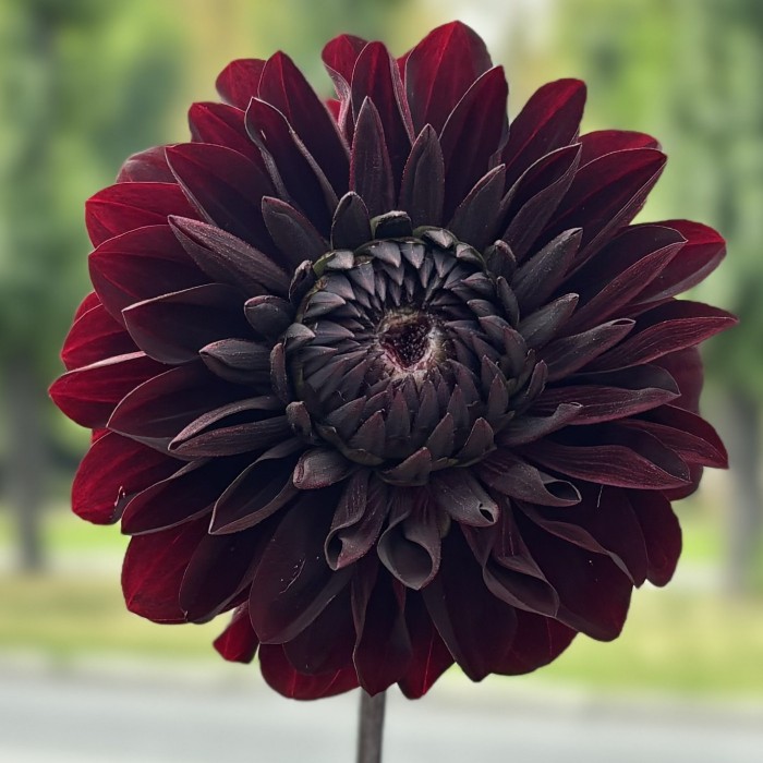 Георгин черный