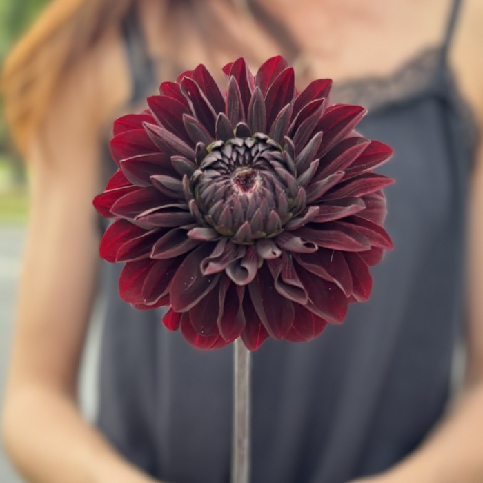 Георгин черный