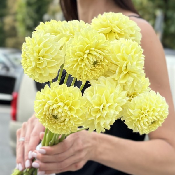 Георгин желтый Помпон