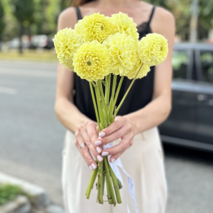 Георгин желтый Помпон